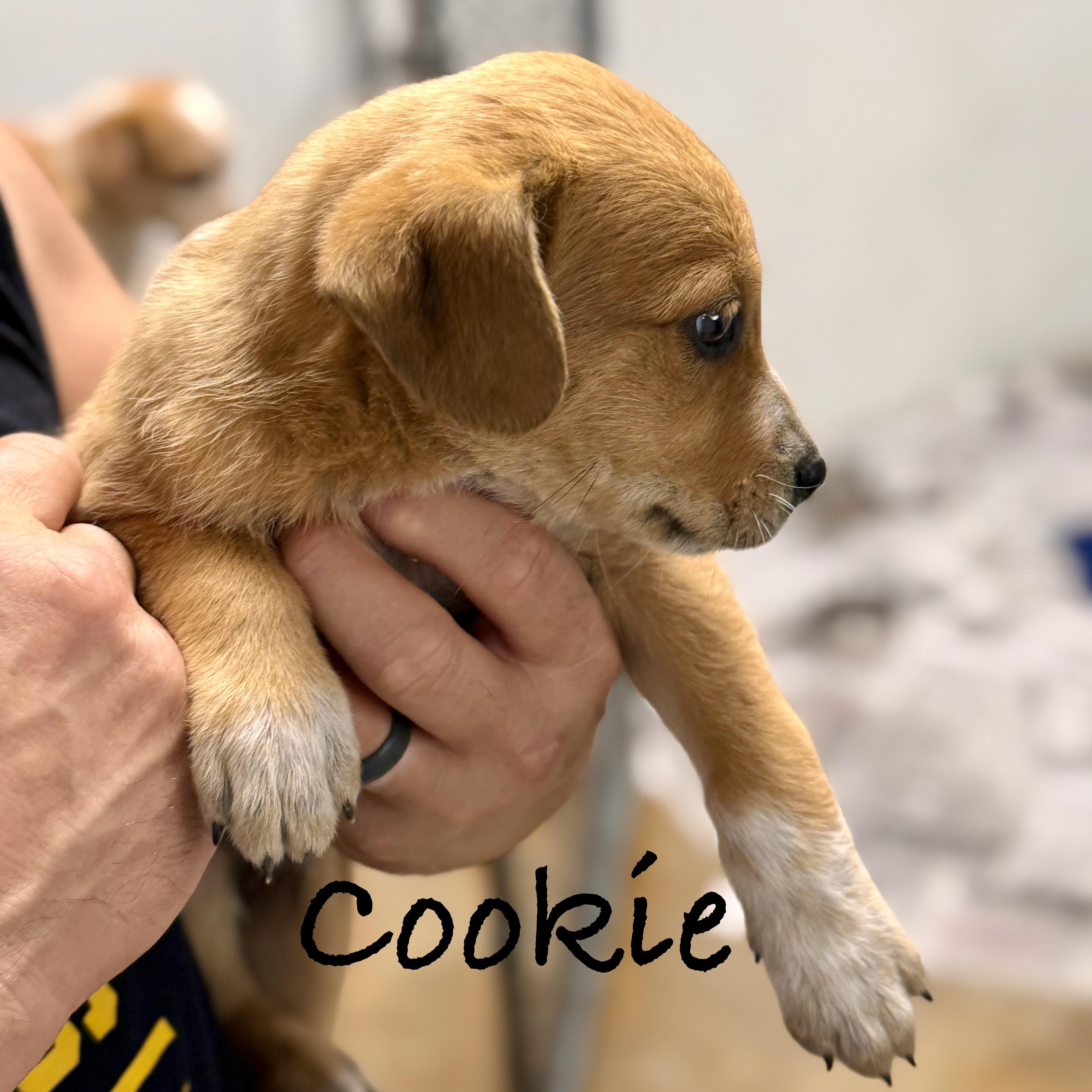*COOKIE, a ADOPTABLE mixed breed in Wilmington, OH image 2/4