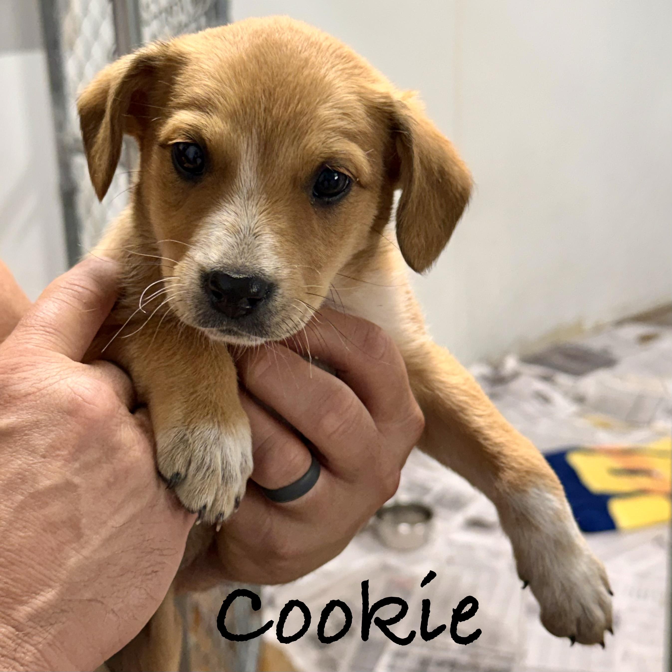 *COOKIE, a ADOPTABLE mixed breed in Wilmington, OH image 3/4