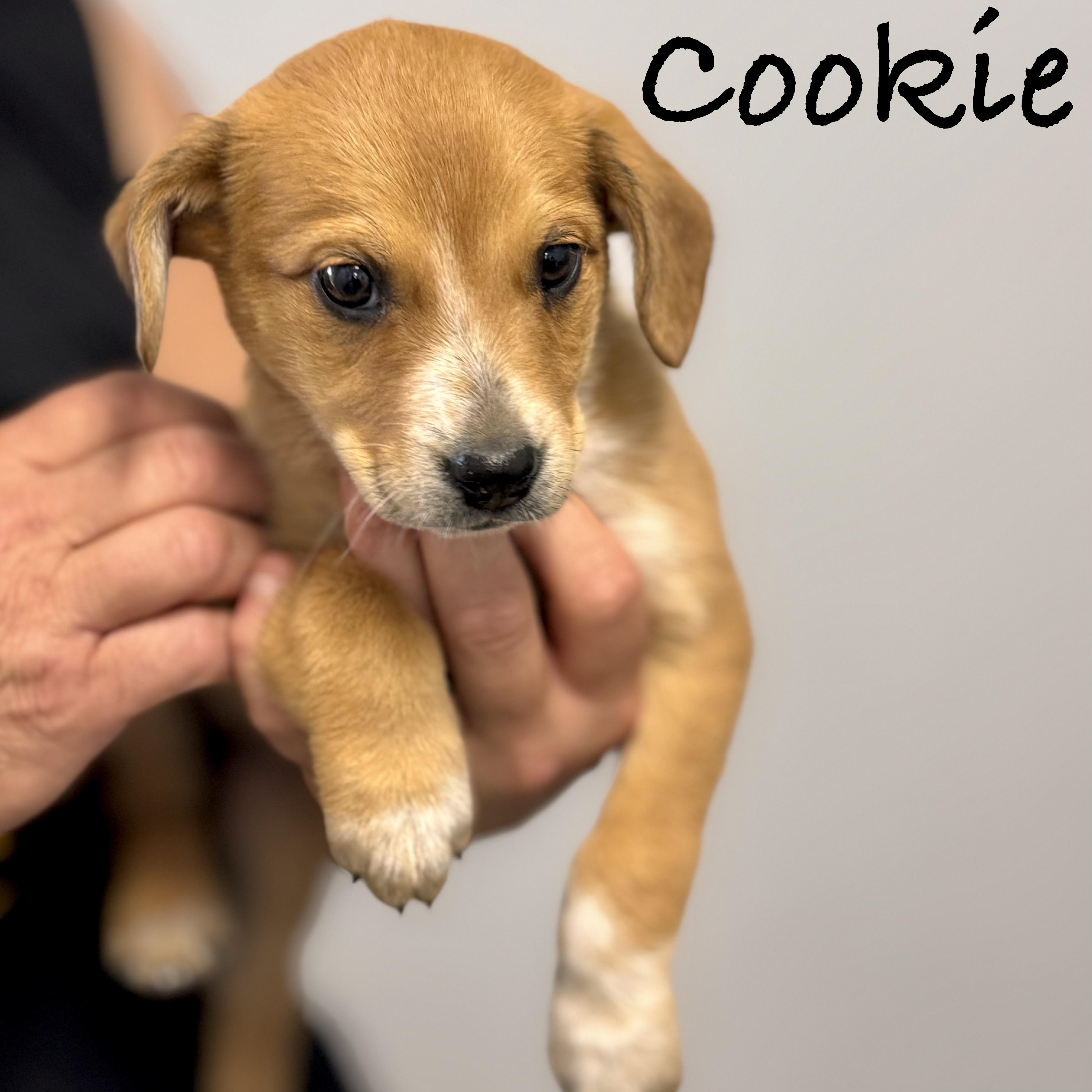 *COOKIE, a ADOPTABLE mixed breed in Wilmington, OH image 1/4