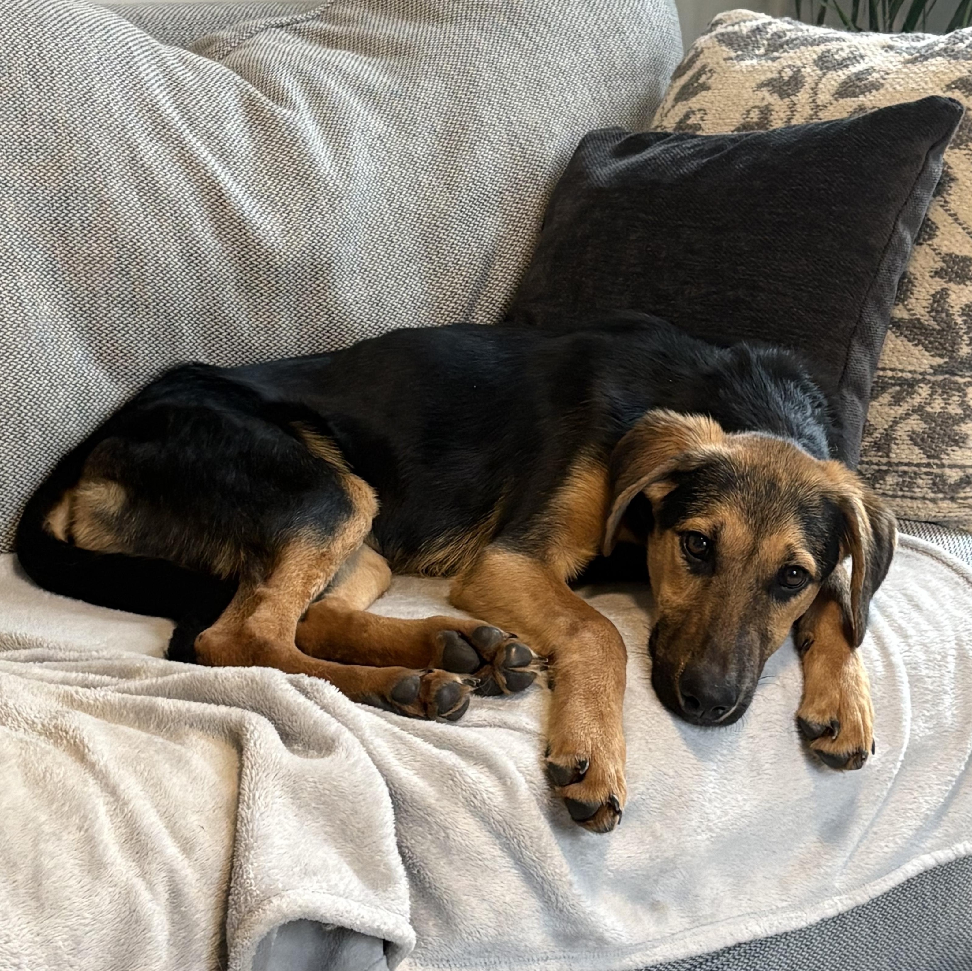 Enlarge Yoda, a Adoptable mixed breed in Richmond, VA image 4/6