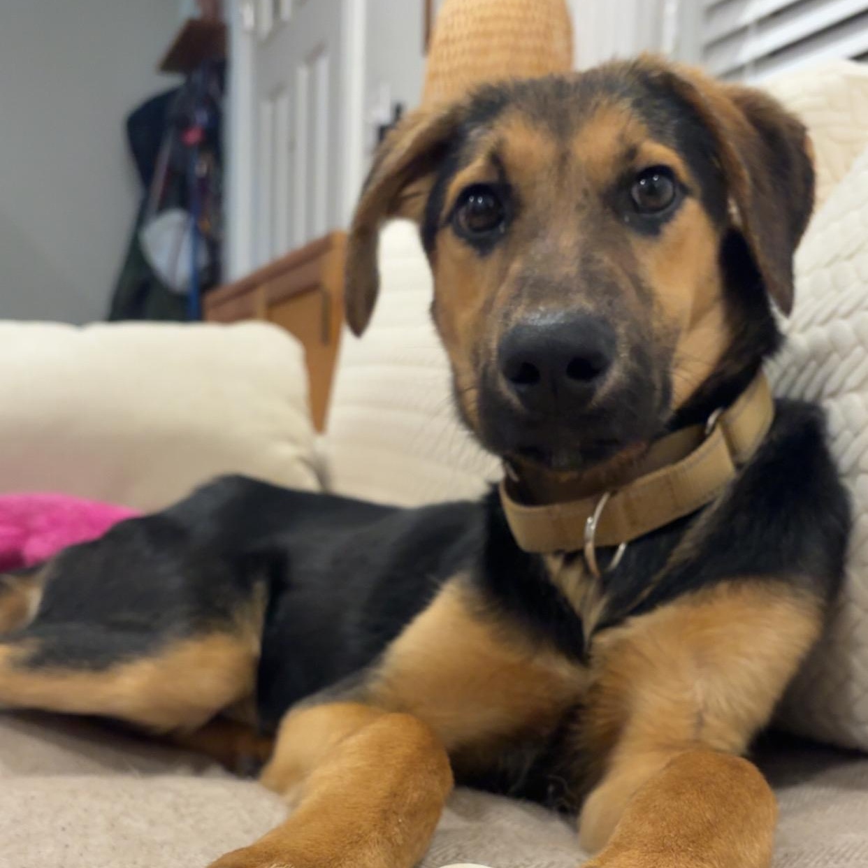 Enlarge Yoda, a Adoptable mixed breed in Richmond, VA image 1/6