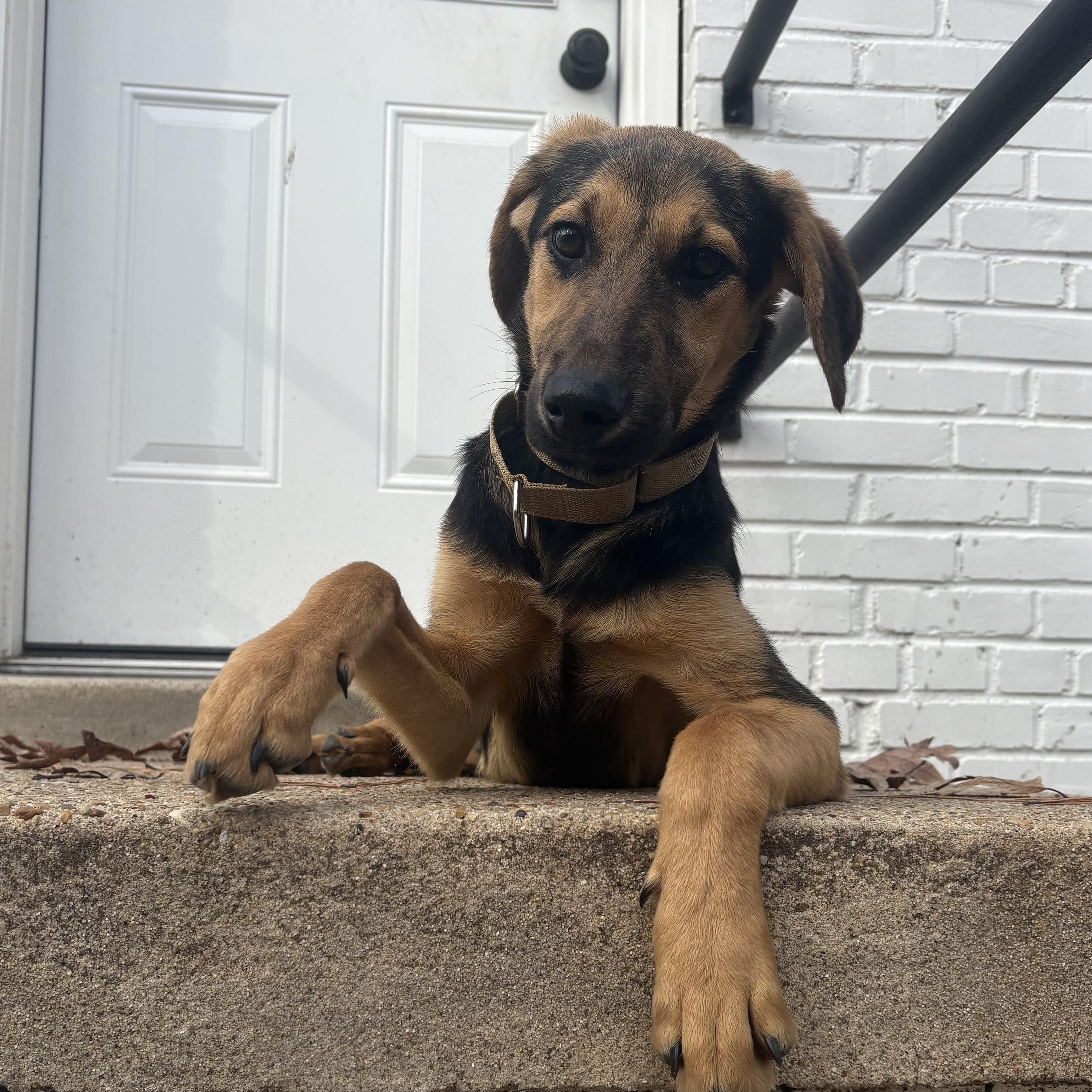 Enlarge Yoda, a Adoptable mixed breed in Richmond, VA image 6/6