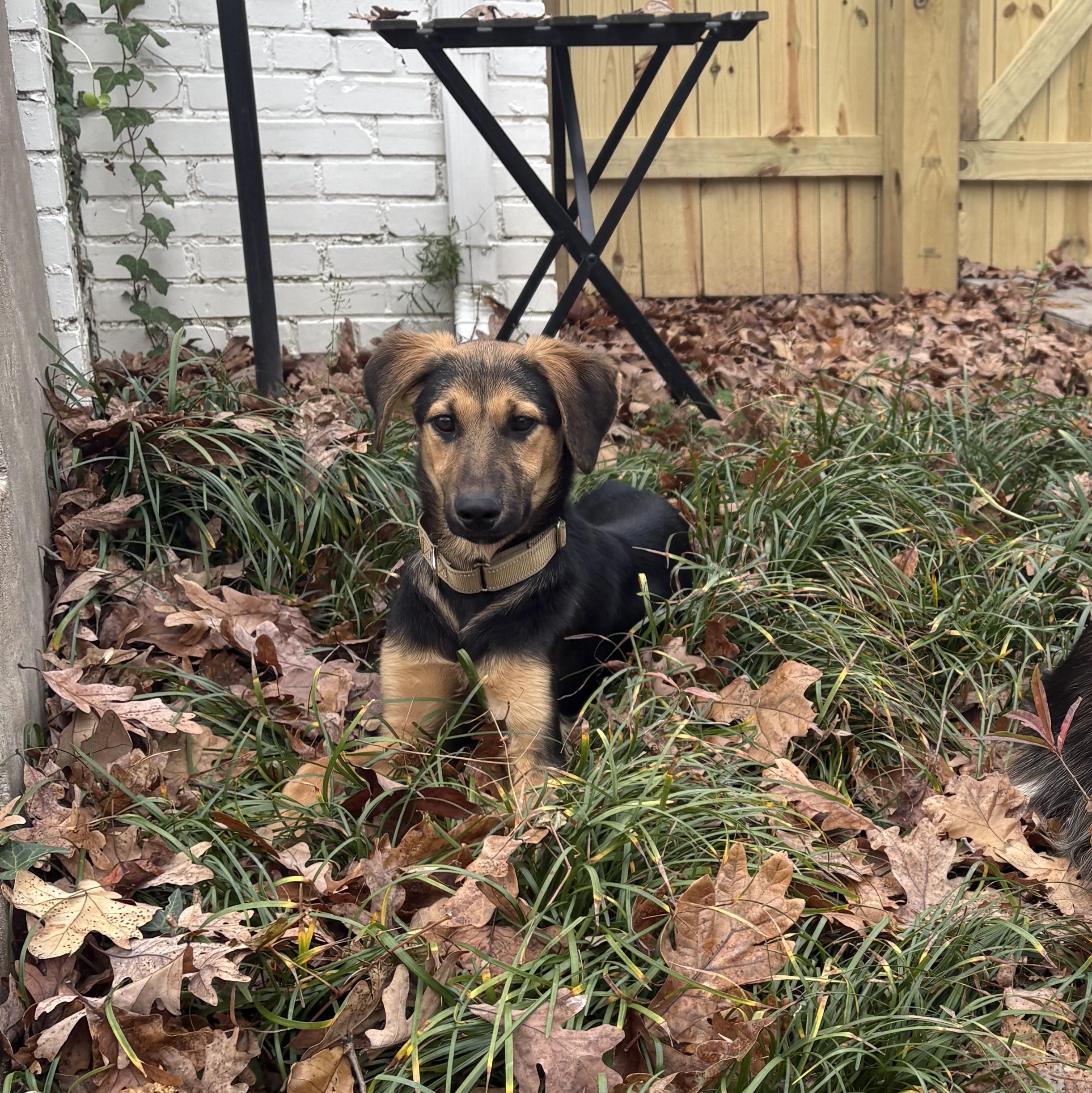 Enlarge Yoda, a Adoptable mixed breed in Richmond, VA image 3/6