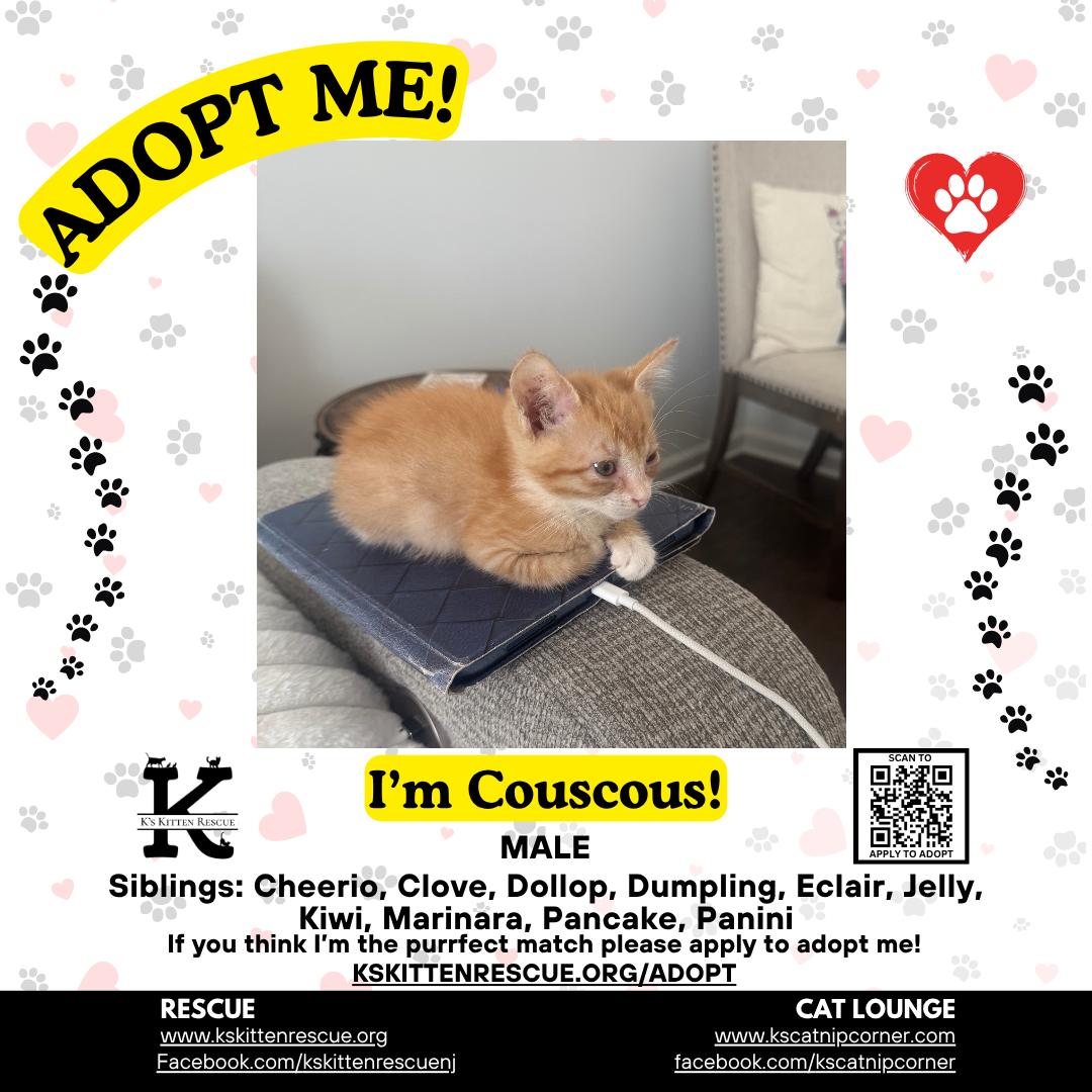 Couscous, ADOPTABLE, Kitten Male Domestic Short Hair.