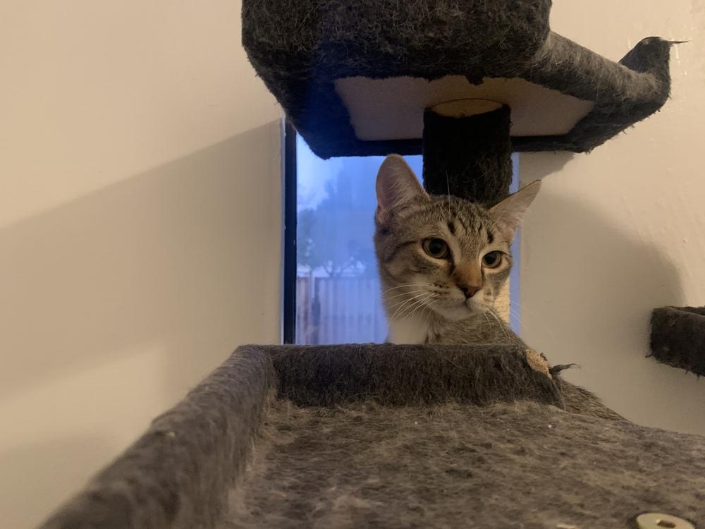 Pierre’s Flower, Adoptable, Kitten Female Domestic Short Hair.