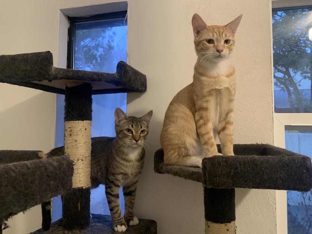 Enlarge Pierre’s Flower, a Adoptable Domestic Short Hair in Los Lunas, NM image 3/3