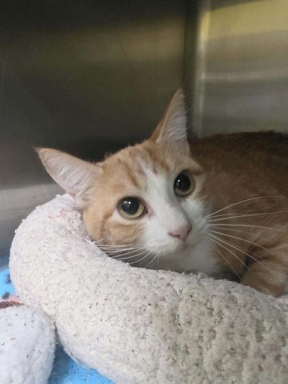 HIPAA, Adoptable, Adult Female Domestic Short Hair & Domestic Short Hair.