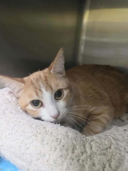 Enlarge HIPAA, a Adoptable mixed breed in Scottsbluff, NE image 2/2