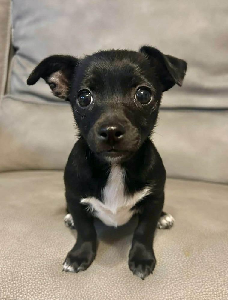 Enlarge Earl Grey, a Adoptable mixed breed in Boulder, CO image 1/3