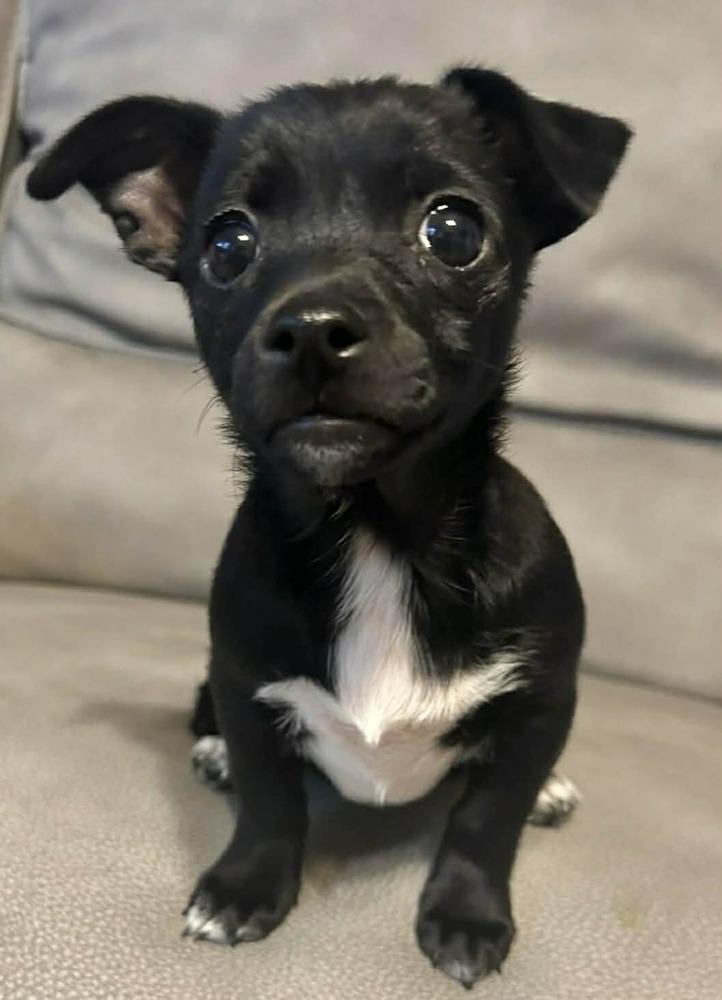 Enlarge Earl Grey, a Adoptable mixed breed in Boulder, CO image 2/3
