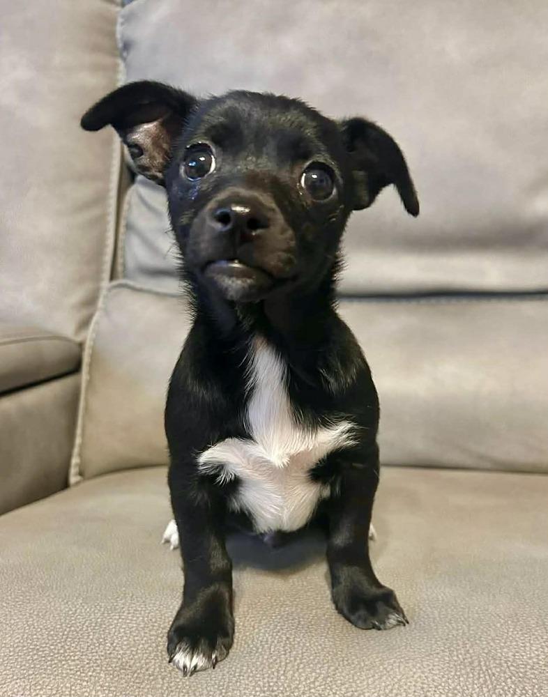 Enlarge Earl Grey, a Adoptable mixed breed in Boulder, CO image 3/3