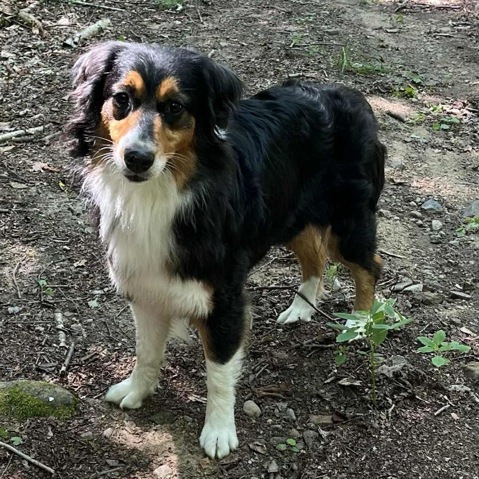 Nyla