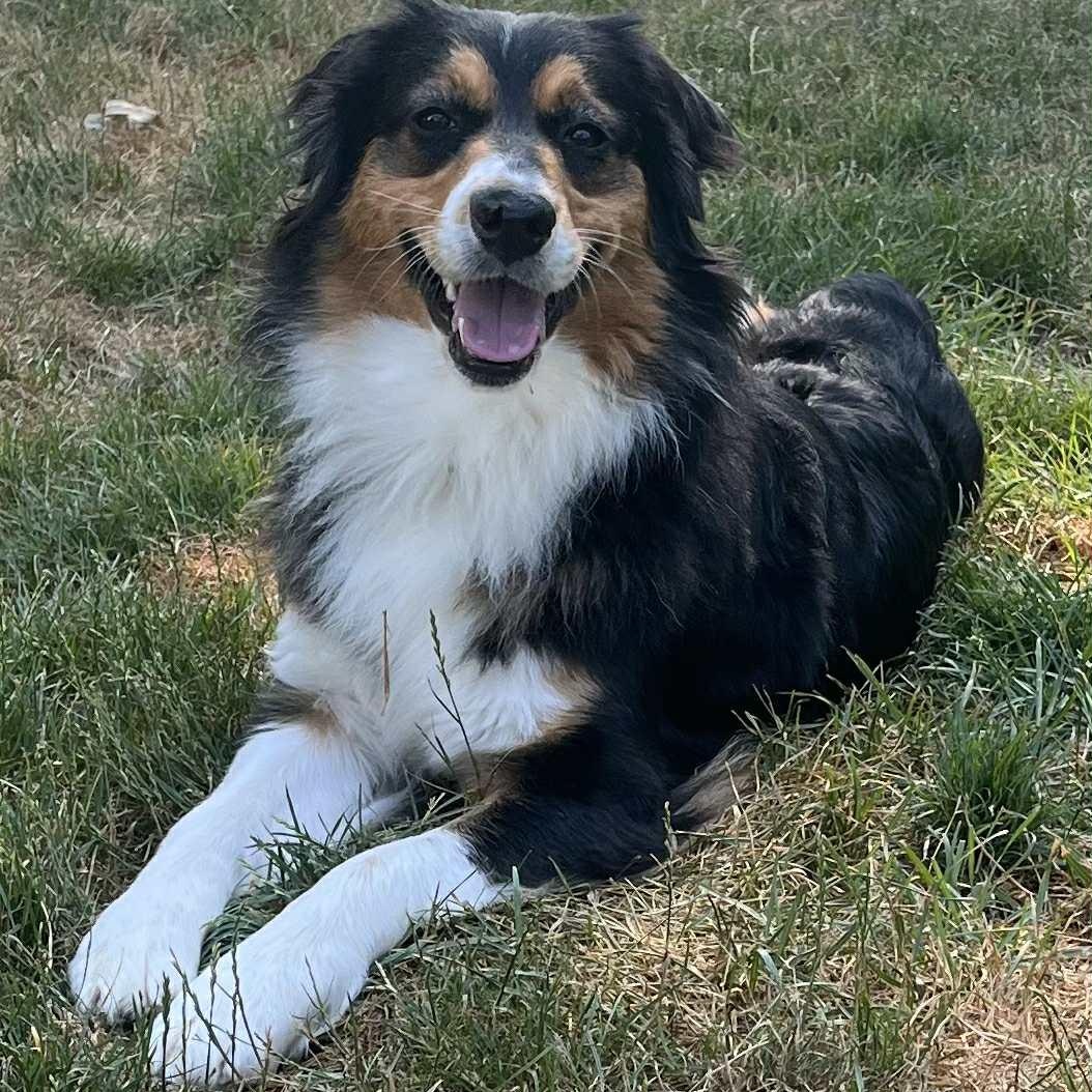 Nyla