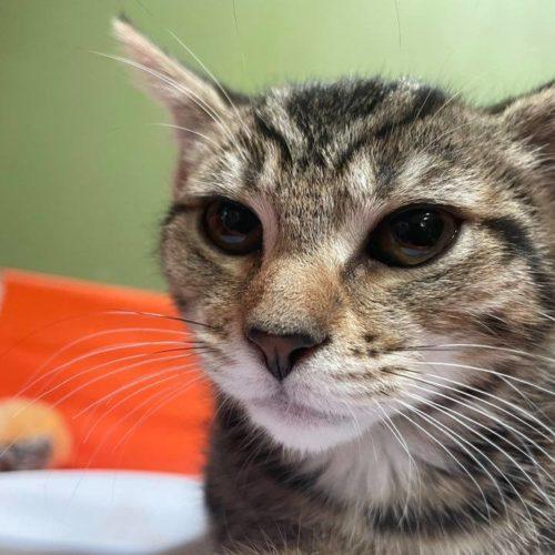 Enlarge Pam, a Adoptable Domestic Short Hair in Toms River, NJ image 1/5