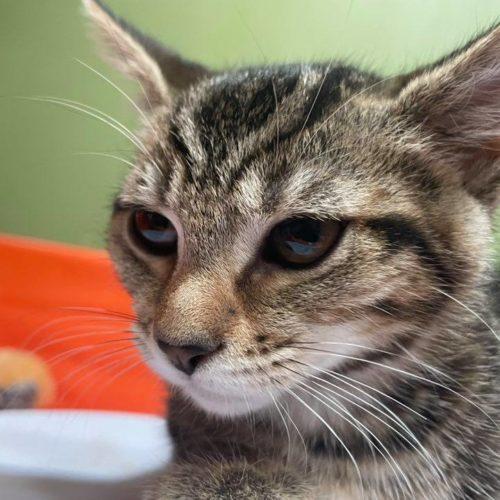 Enlarge Pam, a Adoptable Domestic Short Hair in Toms River, NJ image 2/5