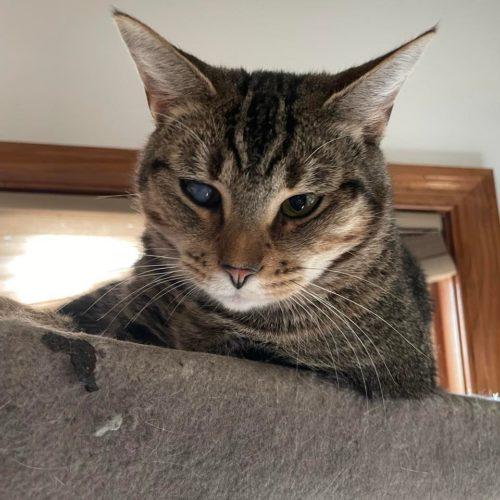 Enlarge Pam, a Adoptable Domestic Short Hair in Toms River, NJ image 3/5