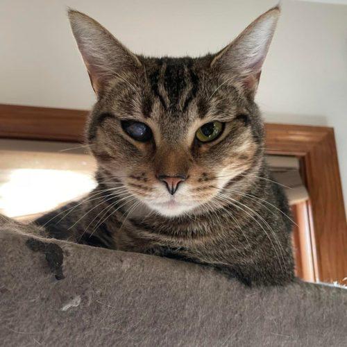 Enlarge Pam, a Adoptable Domestic Short Hair in Toms River, NJ image 4/5
