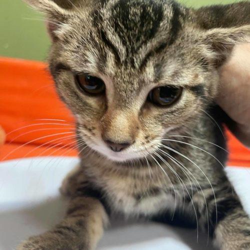 Enlarge Pam, a Adoptable Domestic Short Hair in Toms River, NJ image 5/5
