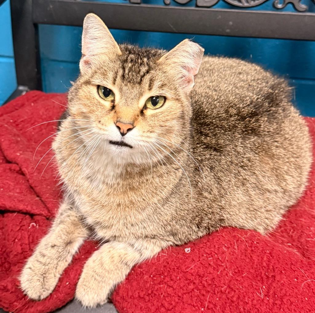 Poppy, Adoptable, Adult Female Domestic Short Hair.