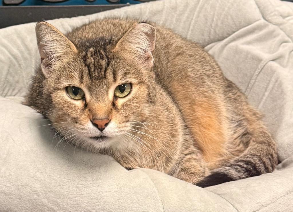 Poppy, a Adoptable mixed breed in Defiance, OH image 3/6