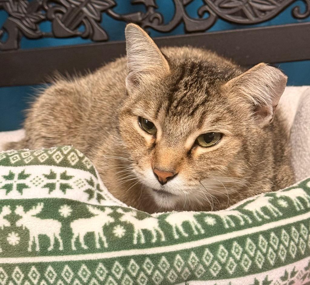 Poppy, a Adoptable mixed breed in Defiance, OH image 5/6