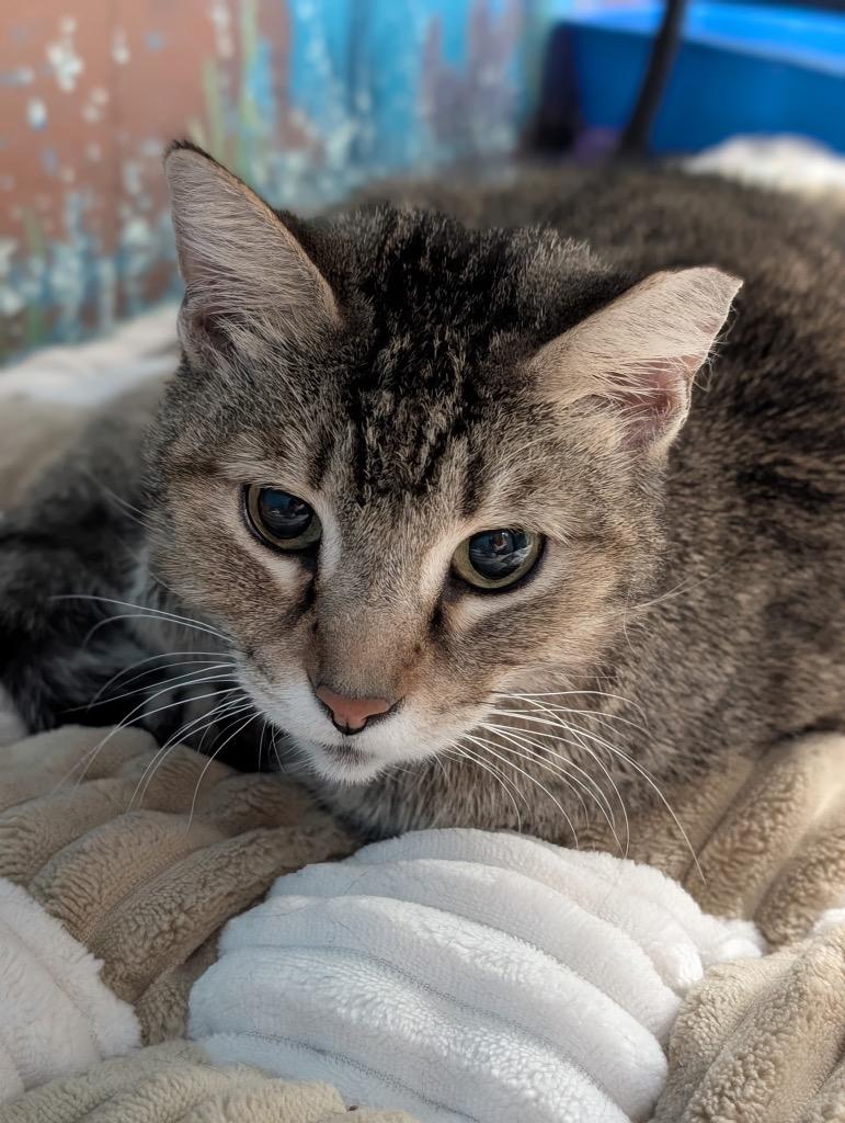 Poppy, a Adoptable mixed breed in Defiance, OH image 6/6