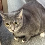 Enlarge Tidden, a Adoptable Domestic Short Hair image 1/1