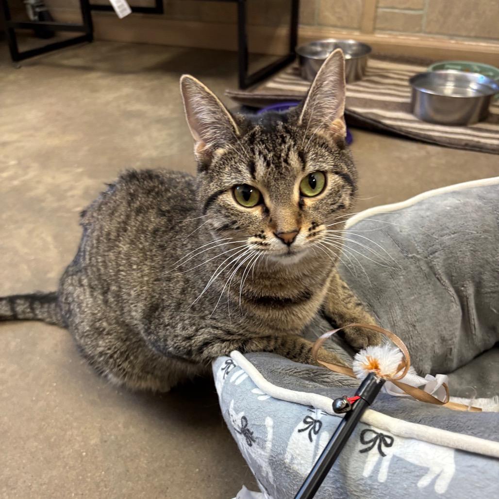 Roberta Doe!, Adoptable, Young Female Domestic Short Hair.