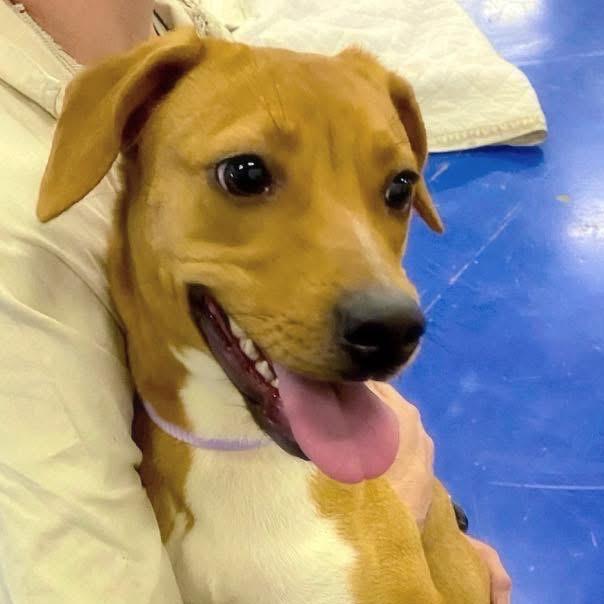 Hazel, Adoptable, Adult Female Hound & Mixed Breed.