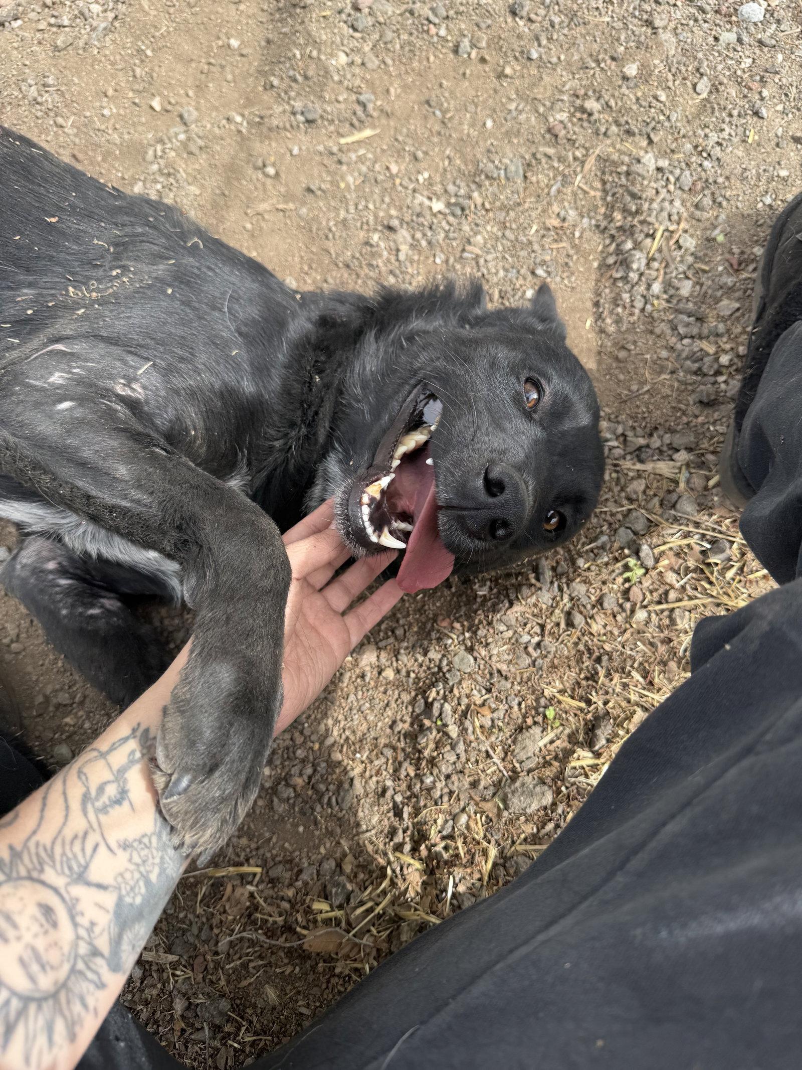 Ziggy, Adopted, Adult Male Border Collie.