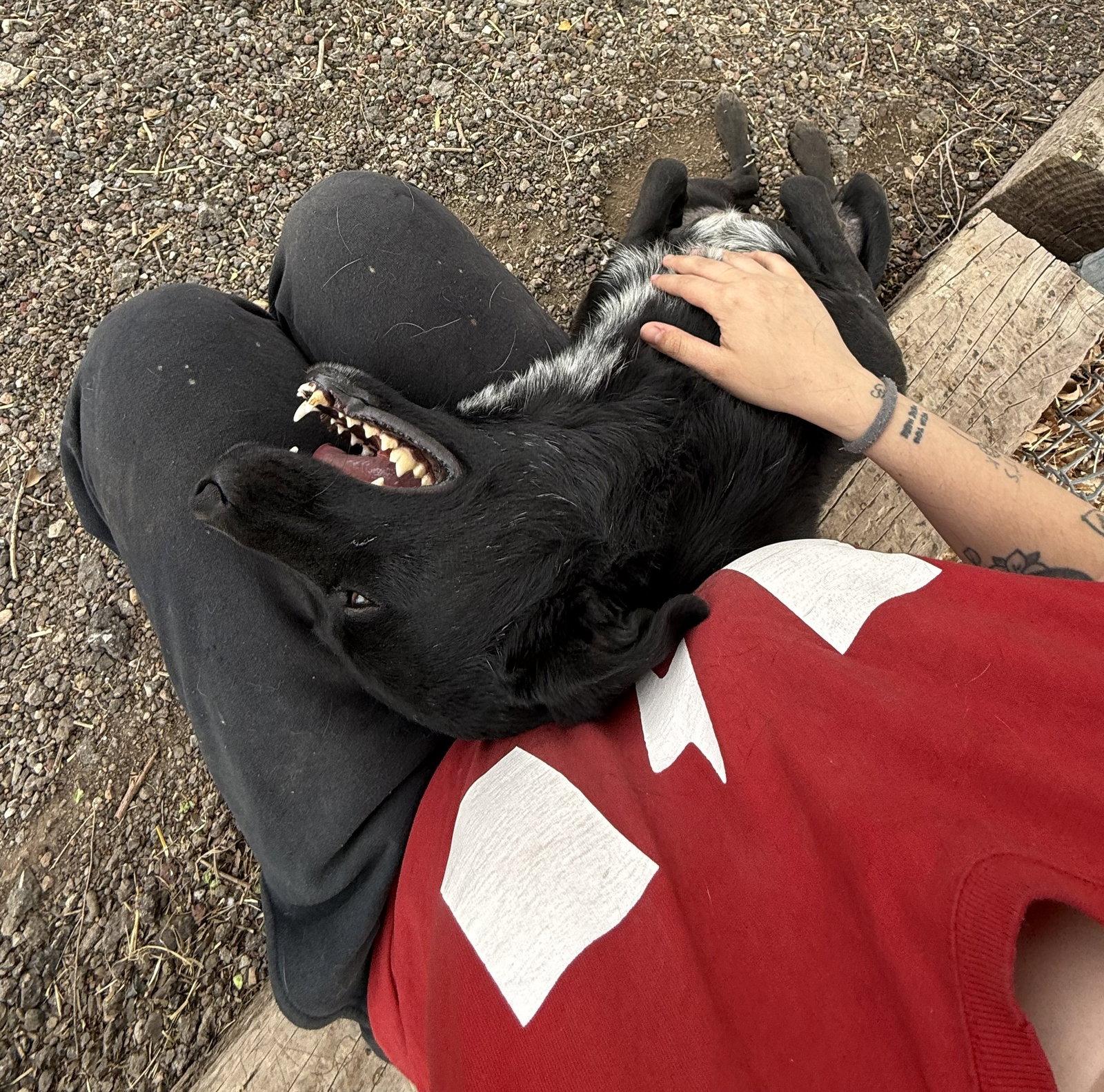 Enlarge Ziggy, a Adopted Border Collie in Las Vegas, NM image 2/3