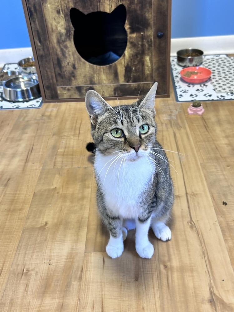 TeTe (Tiger) (Family Trio), Adoptable, Adult Female Domestic Short Hair.