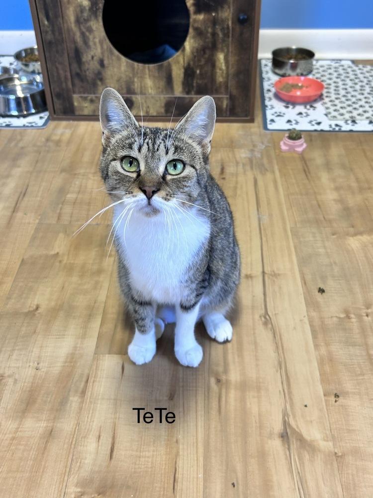 Enlarge TeTe (Tiger) (Family Trio), a Adoptable Domestic Short Hair in Telford, PA image 2/2