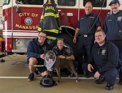 Avita - in foster!, Adoptable, Adult Female Mixed Breed.