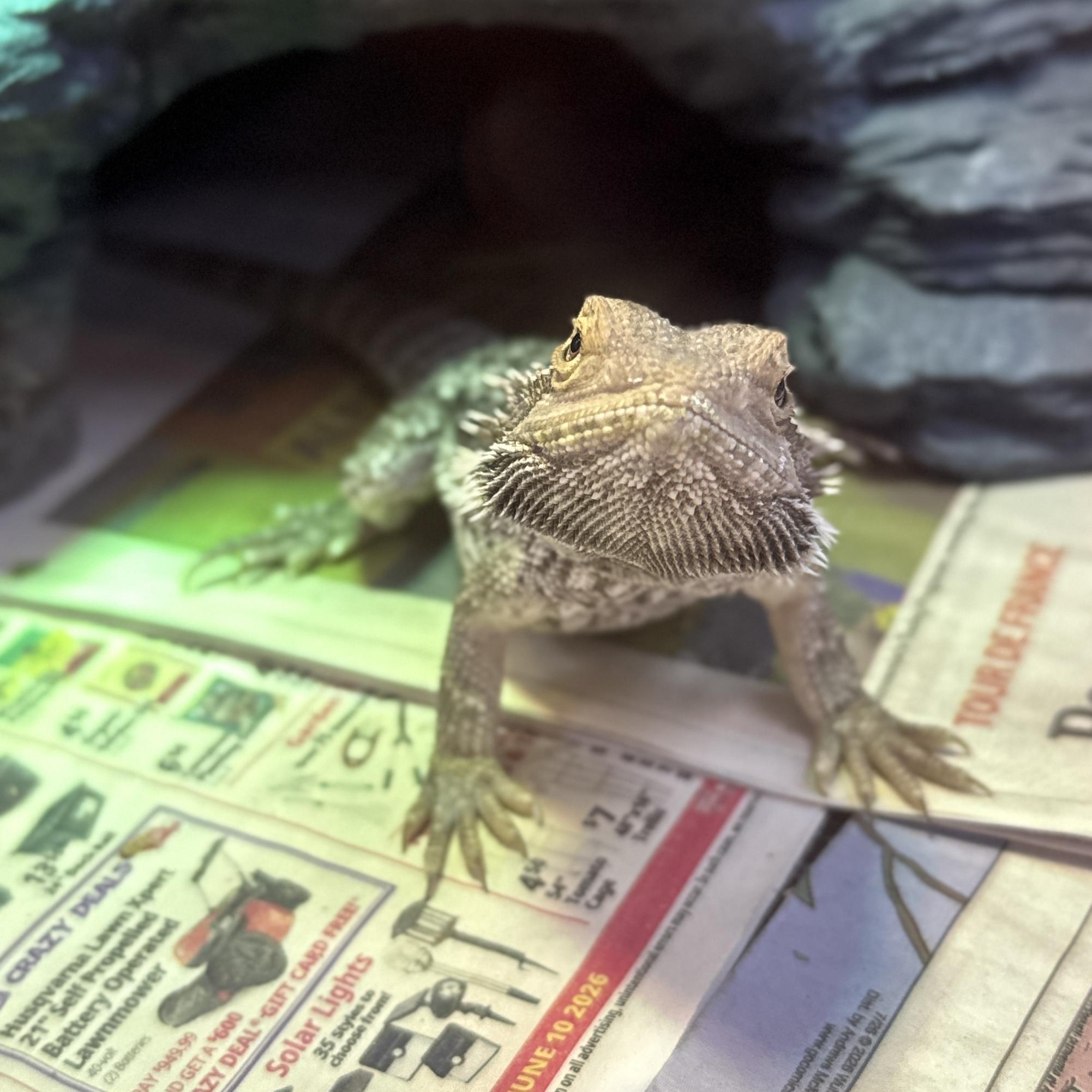 Enlarge Vanilli, a Adopted Bearded Dragon in Lancaster, PA image 2/2