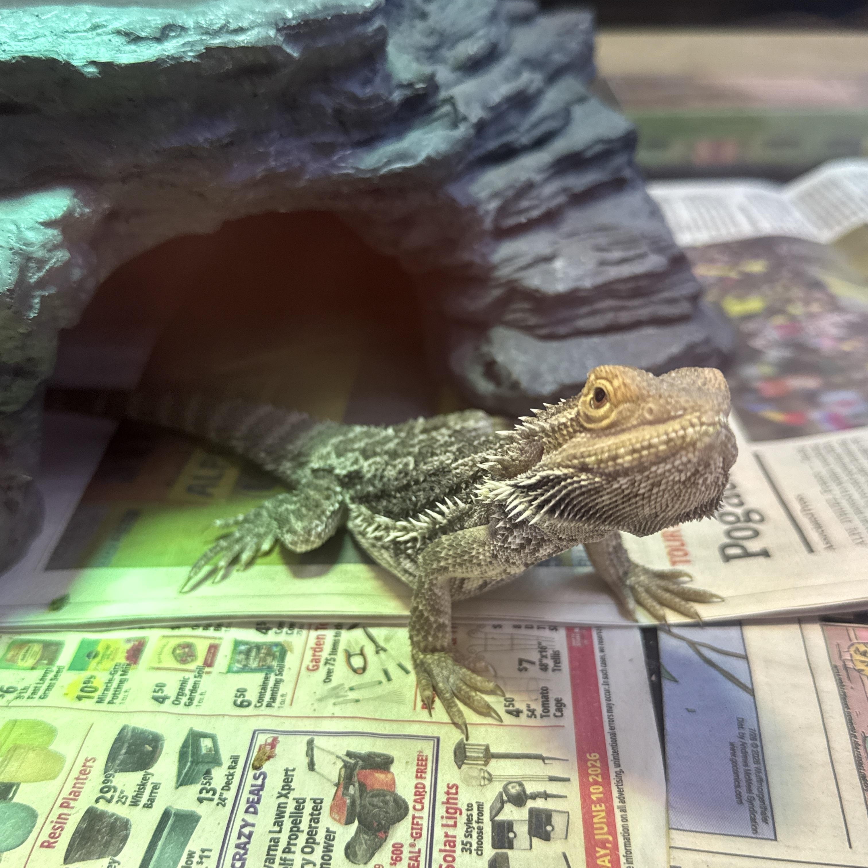 Vanilli, Adopted, Young Male Bearded Dragon.