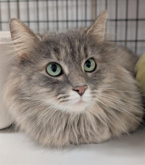 ROSE, Adoptable, Young Female Domestic Long Hair.