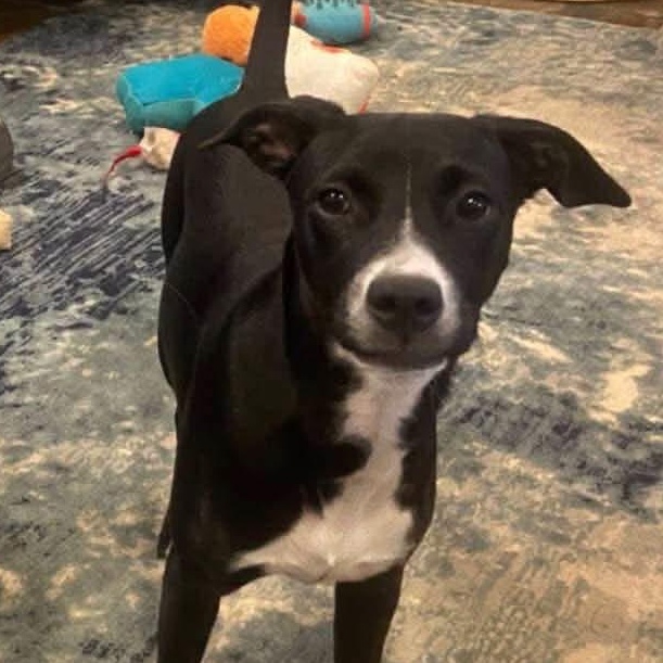 Poppy Sue, ADOPTABLE, Puppy Female Labrador Retriever.