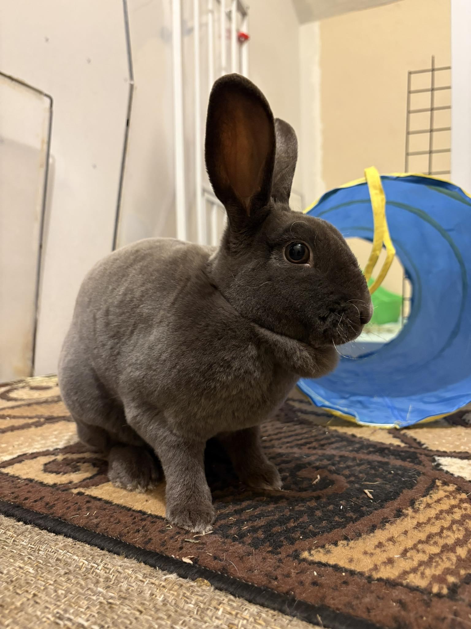 Enlarge Opal, a Adoptable mixed breed in Greensburg , PA image 4/4