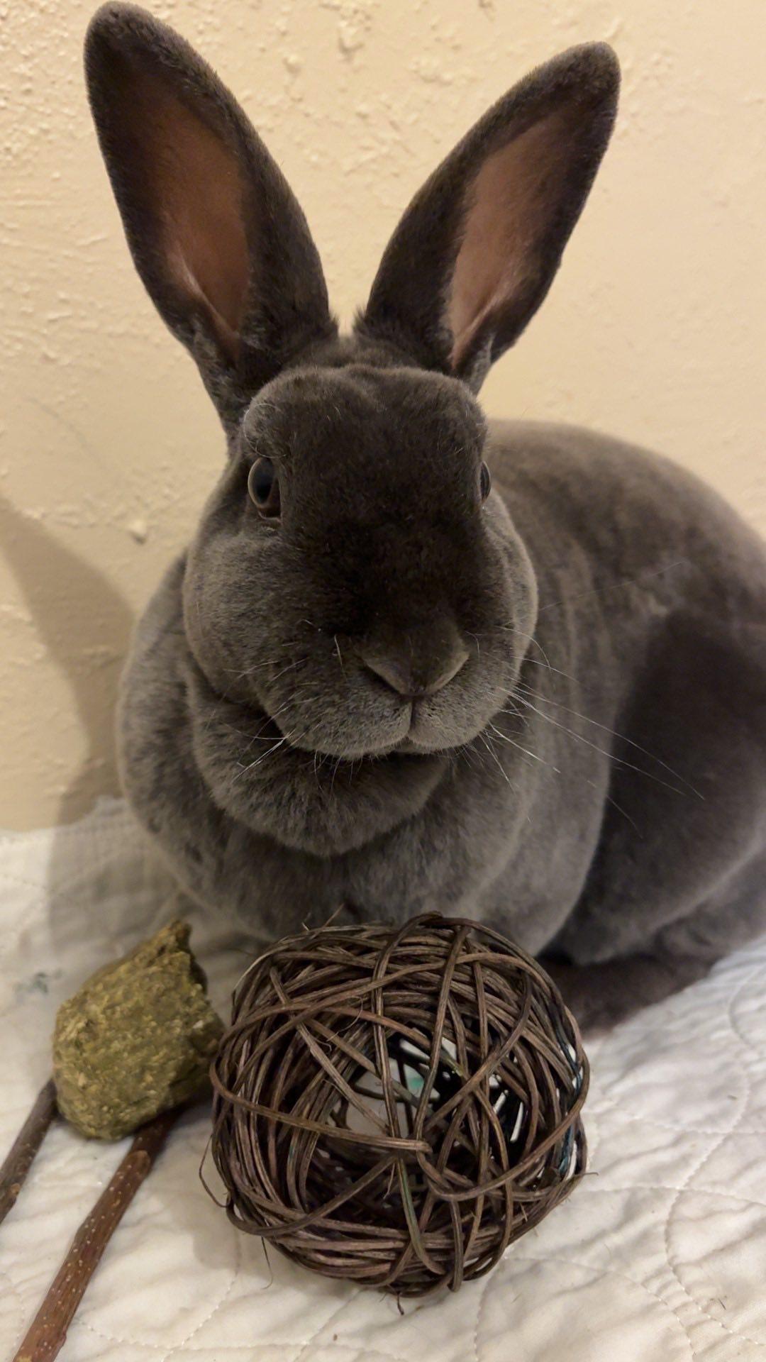 Opal, Adoptable, Young Female American.