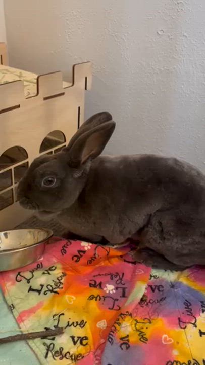 Enlarge Opal, a Adoptable mixed breed in Greensburg , PA video 3/4