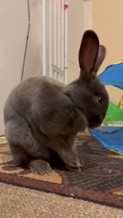 Enlarge Opal, a Adoptable mixed breed in Greensburg , PA video 2/4