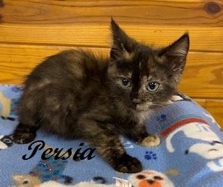 Persia thumbnail 2