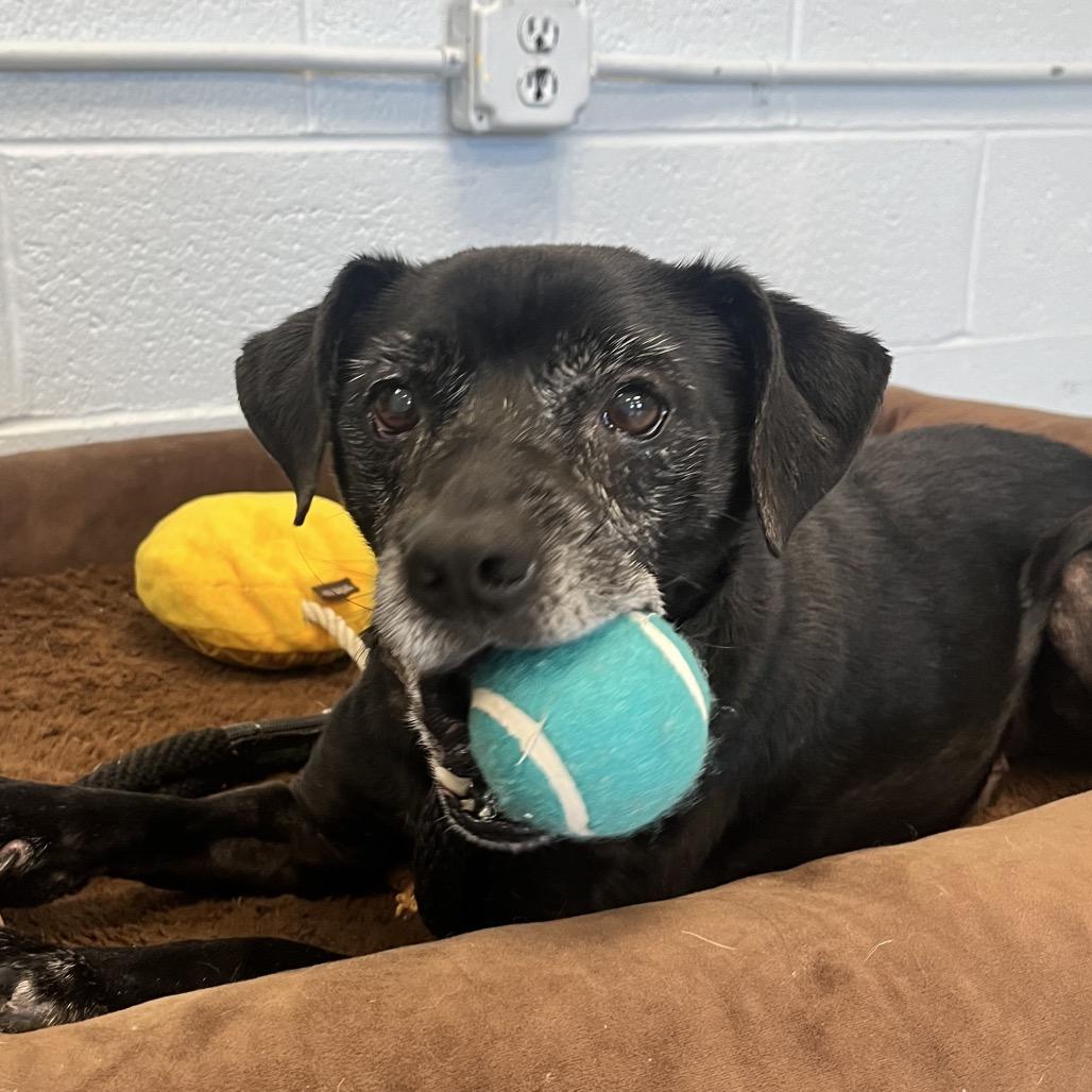 Pumpernickel, Adoptable, Adult Male Mixed Breed.