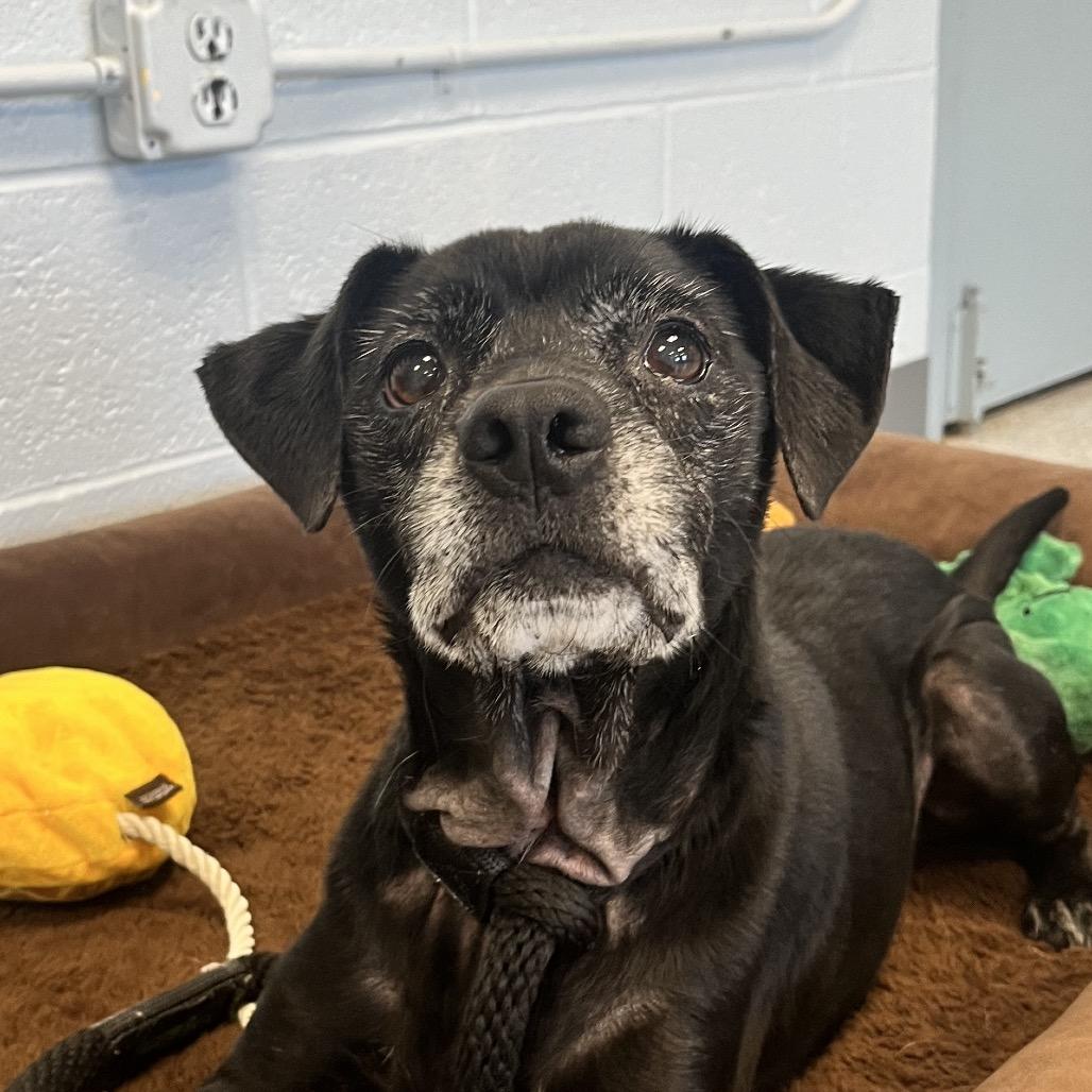 Pumpernickel, a Adoptable Mixed Breed in East Hanover, NJ image 2/2