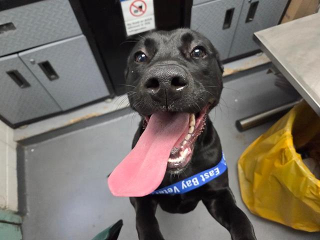 GELATO, Adoptable, Young Female Labrador Retriever & Pit Bull Terrier.