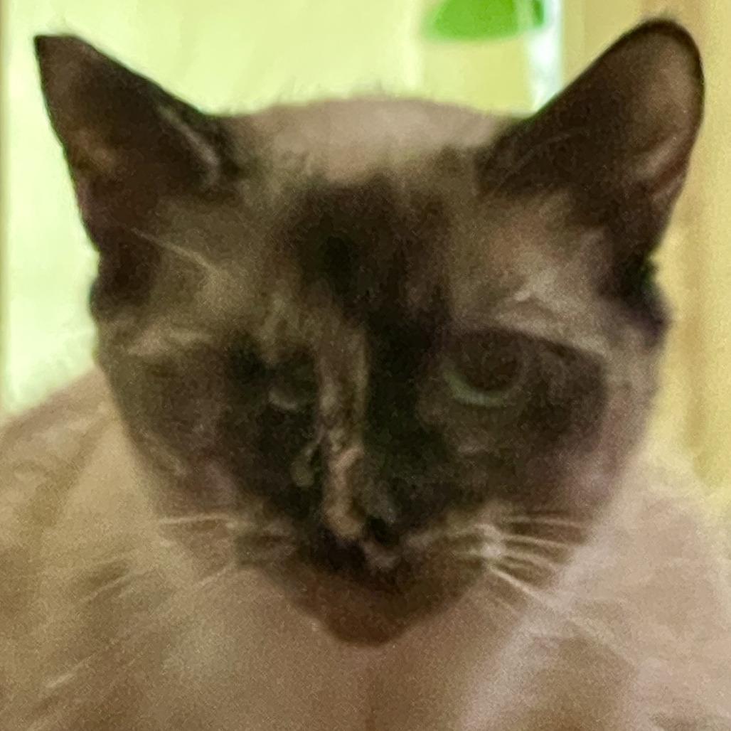 Leela, Adoptable, Adult Female Siamese.