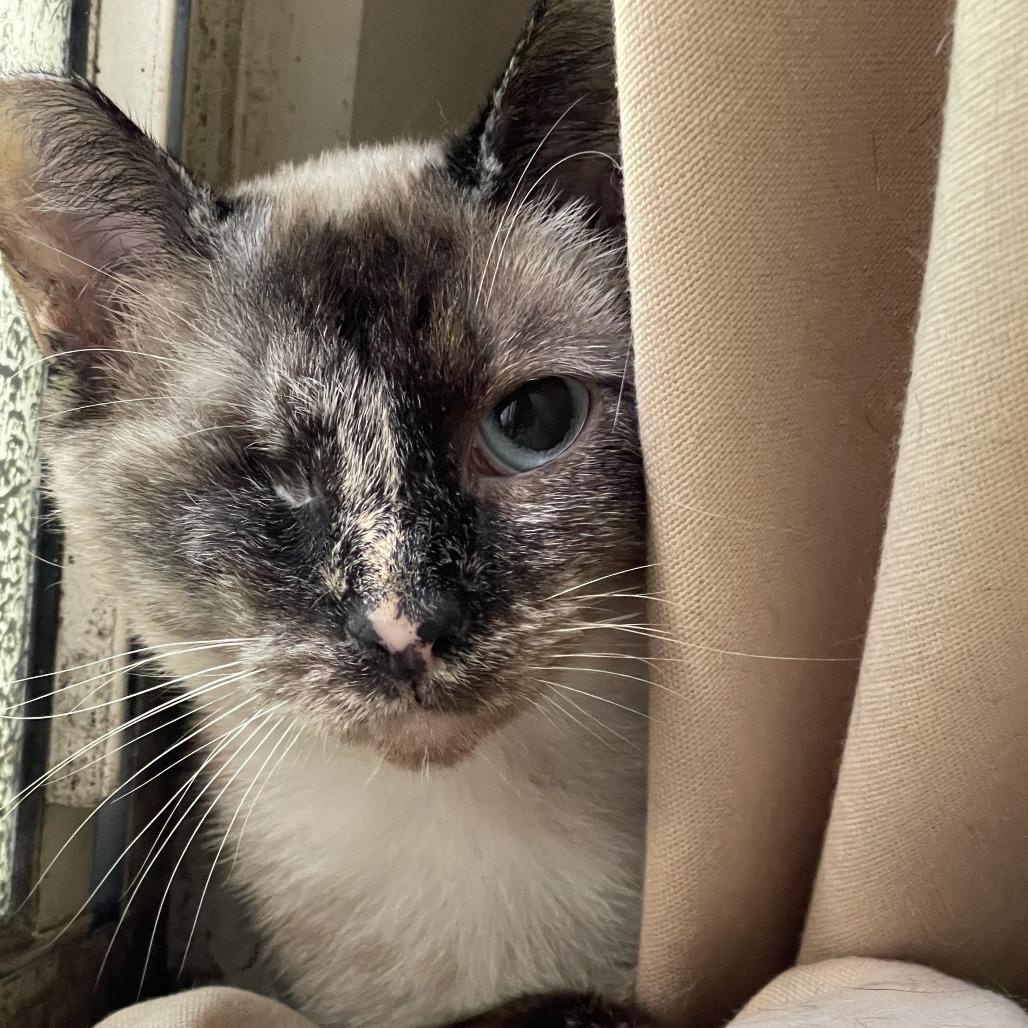 Enlarge Leela, a Adoptable Siamese in Los Angeles, CA image 2/2
