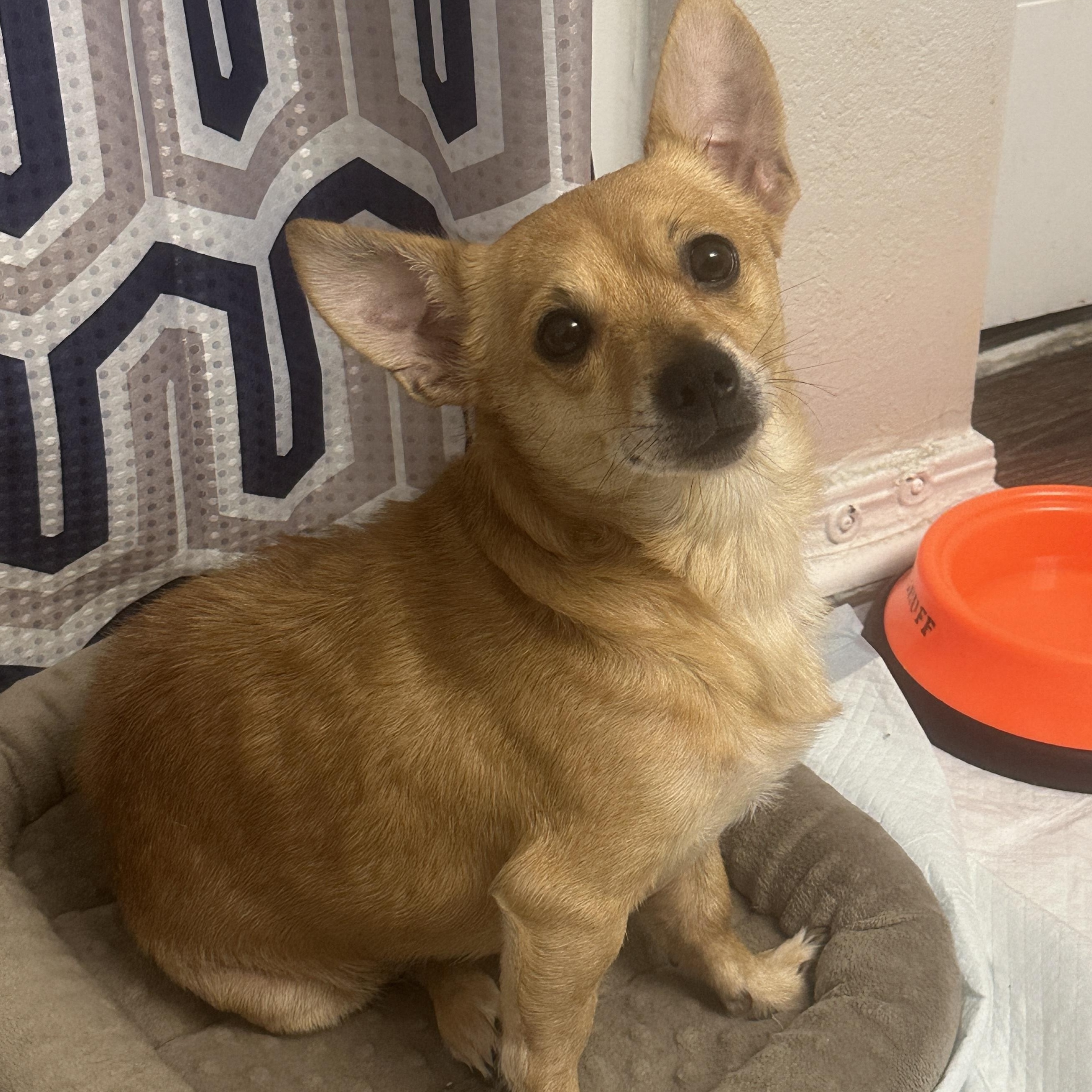 Enlarge Finn, a ADOPTABLE Chiweenie in atlanta, GA image 2/3