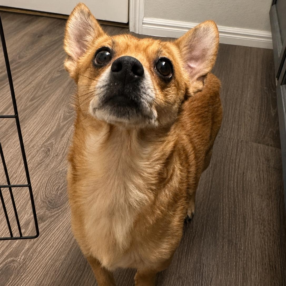 Finn, ADOPTABLE, Young Male Chiweenie.